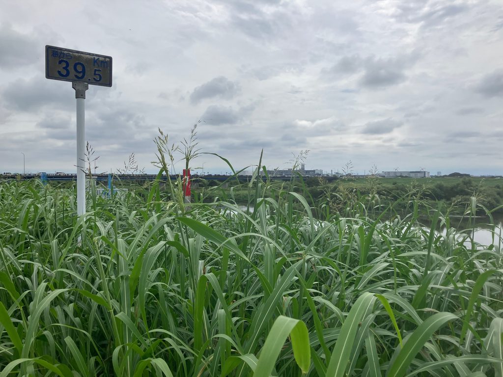 草むらの向こうに見える野田橋（関宿水閘門から約20km地点）